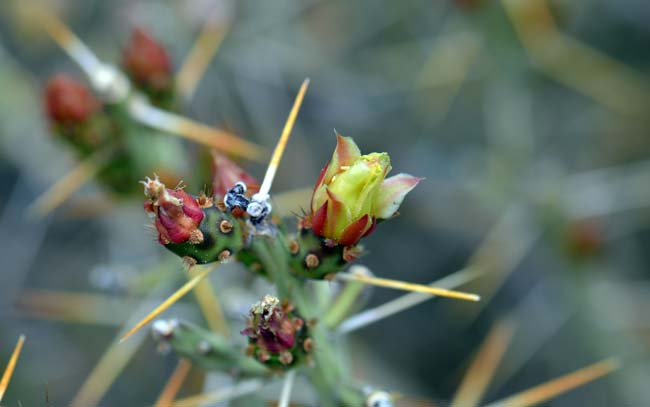 Christmas Cactus has red fruits at maturity. The leaves are modified into spines or glochids and emerging from areoles. Cylindropuntia leptocaulis